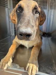 Shelter Stray Male Dog last seen 134TH AVE AND SOUTH MOUNTAIN RD, 2500 S 27th Ave, Phoenix, AZ 85009, USA