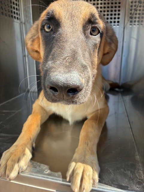 Shelter Stray Male Dog last seen 134TH AVE AND SOUTH MOUNTAIN RD, 2500 S 27th Ave, Phoenix, AZ 85009, USA