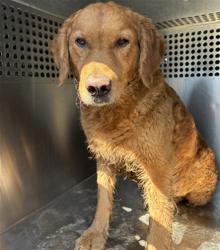 Shelter Stray Male Dog last seen 43RD AVE AND HUBBELL ST, 2500 S 27th Ave, Phoenix, AZ 85009, USA