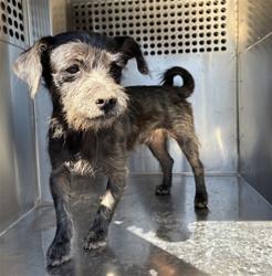 Shelter Stray Male Dog last seen 43RD AVE AND HUBBELL ST, 2500 S 27th Ave, Phoenix, AZ 85009, USA