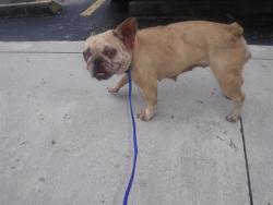 Shelter Stray Female Dog last seen Near BLOCK MAIN ST, 3599 NW 79th Ave, Doral, FL 33122, USA