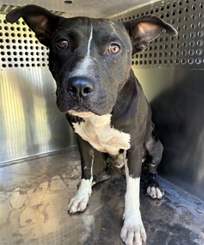 Shelter Stray Male Dog last seen 43RD AVE AND HUBBELL ST, 2500 S 27th Ave, Phoenix, AZ 85009, USA