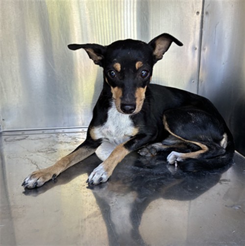 Shelter Stray Female Dog last seen 43RD AVE AND HUBBELL ST, 2500 S 27th Ave, Phoenix, AZ 85009, USA