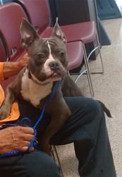 Shelter Stray Male Dog last seen LAS, 3599 NW 79th Ave, Doral, FL 33122, USA