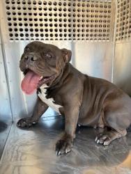 Shelter Stray Female Dog last seen 89TH DR AND SUPERIOR AVE, 2500 S 27th Ave, Phoenix, AZ 85009, USA
