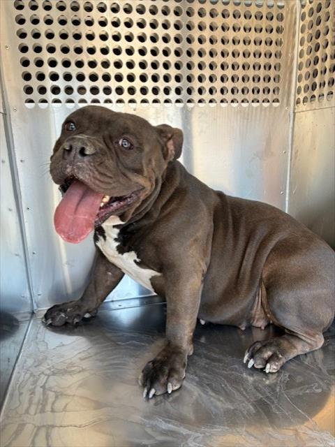 Shelter Stray Female Dog last seen 89TH DR AND SUPERIOR AVE, 2500 S 27th Ave, Phoenix, AZ 85009, USA