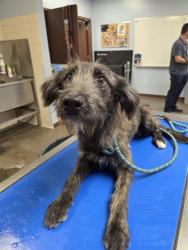 Shelter Stray Female Dog last seen 67TH AVE AND APACHE ST, 2500 S 27th Ave, Phoenix, AZ 85009, USA