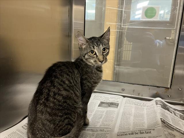Shelter Stray Unknown Cat last seen Near BLOCK N EISENHOWER AVE, WICHITA KS 67212, 3303 N Hillside St, Wichita, KS 67219, USA