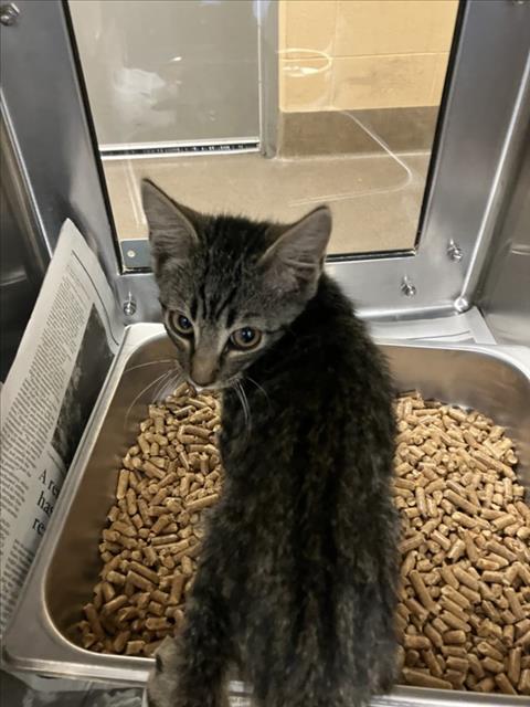 Shelter Stray Unknown Cat last seen Near BLOCK N EISENHOWER AVE, WICHITA KS 67212, 3303 N Hillside St, Wichita, KS 67219, USA