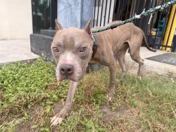 Shelter Stray Male Dog last seen Near BLOCK S STATE RD 7, MARGATE, FL 33068, 2400 SW 42nd St, Fort Lauderdale, FL 33312, USA
