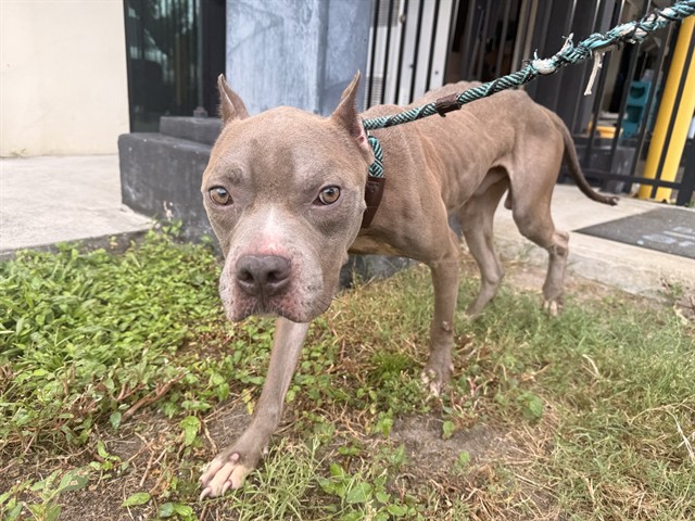 Shelter Stray Male Dog last seen Near BLOCK S STATE RD 7, MARGATE, FL 33068, 2400 SW 42nd St, Fort Lauderdale, FL 33312, USA