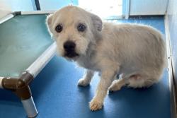 Shelter Stray Male Dog last seen Near BLK WARWICKSHIIRE AVE, BAKERSFIELD, CA, 201 S Mt Vernon Ave, Bakersfield, CA 93307, USA
