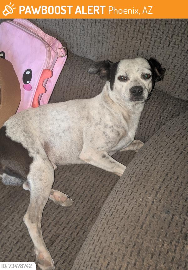 Found/Stray Male Dog last seen 31st Ave & Northern, Phoenix, AZ 85051