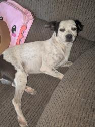 Found/Stray Male Dog last seen 31st Ave & Northern, Phoenix, AZ 85051