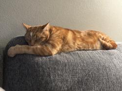 Reunited Male Cat last seen 27th and Oslo, Florida Ridge, FL 32962