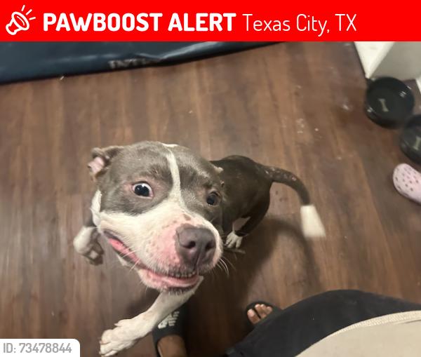 Lost Female Dog last seen Texas city rainbow park, Texas City, TX 77590