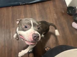 Lost Female Dog last seen Texas city rainbow park, Texas City, TX 77590