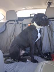 Reunited Male Dog last seen Berkeley Boulevard and Tommy's road intersection, Goldsboro, NC 27534