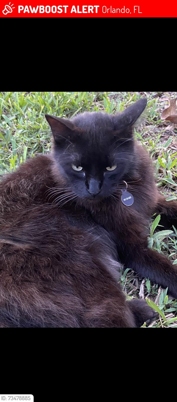 Lost Male Cat last seen Conway Gardens, Orlando, FL 32806