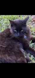 Lost Male Cat last seen Conway Gardens, Orlando, FL 32806