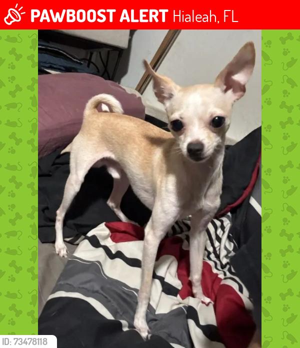 Lost Male Dog last seen intersection between W 29th Street and W 7th Ave, Hialeah, FL 33012