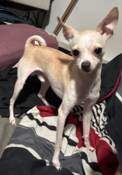 Lost Male Dog last seen intersection between W 29th Street and W 7th Ave, Hialeah, FL 33012