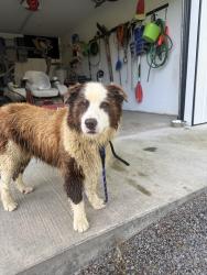 Found/Stray Male Dog last seen Right next to Emmett Elementary, Bristol, TN 37620