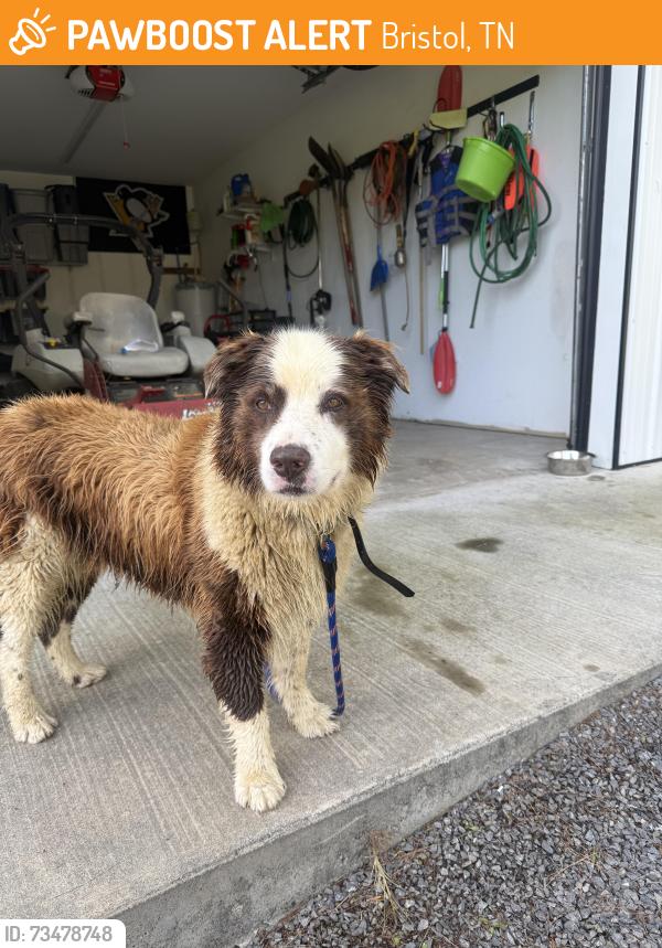 Found/Stray Male Dog last seen Right next to Emmett Elementary, Bristol, TN 37620