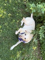 Reunited Male Dog last seen Grove and Highland, Falls Church, VA 22046