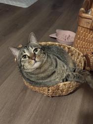 Lost Male Cat last seen Near s harding ave, Chicago, IL 60623