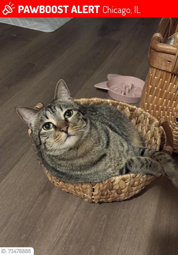 Lost Male Cat last seen Near s harding ave, Chicago, IL 60623