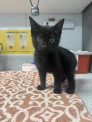 Shelter Stray Female Cat last seen courthouse parking lot, Pamlico County, NC, 1639 Old Airport Rd, New Bern, NC 28562, USA