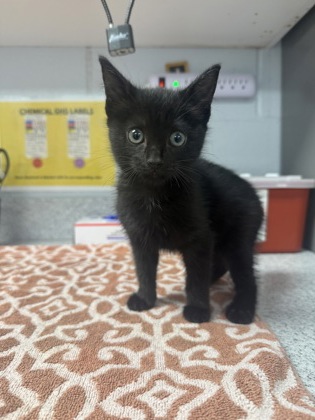 Shelter Stray Female Cat last seen courthouse parking lot, Pamlico County, NC, 1639 Old Airport Rd, New Bern, NC 28562, USA
