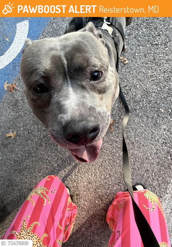 Found/Stray Male Dog last seen Reisterstown rd, Reisterstown, MD 21136