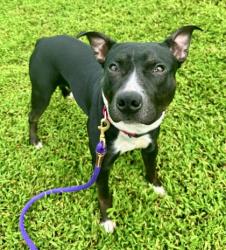 Shelter Stray Male Dog last seen Near 20th Ave, IRC AC, FL, 6230 77th St, Vero Beach, FL 32967, USA