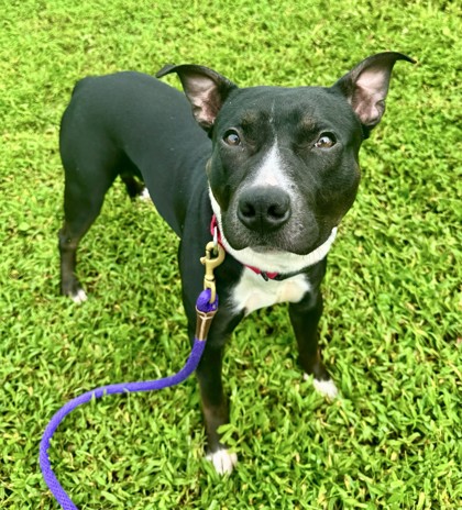 Shelter Stray Male Dog last seen Near 20th Ave, IRC AC, FL, 6230 77th St, Vero Beach, FL 32967, USA