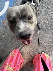Found/Stray Male Dog last seen Reisterstown rd, Reisterstown, MD 21136