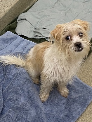 Shelter Stray Male Dog last seen Near 12th Ave SW, Vero Beach, FL, 6230 77th St, Vero Beach, FL 32967, USA