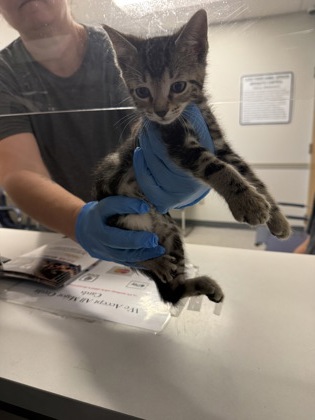 Shelter Stray Male Cat last seen , Caddo Parish, LA, 1500 Monty St, Shreveport, LA 71107, USA