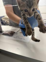 Shelter Stray Female Cat last seen , Caddo Parish, LA, 1500 Monty St, Shreveport, LA 71107, USA