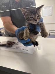 Shelter Stray Male Cat last seen , Caddo Parish, LA, 1500 Monty St, Shreveport, LA 71107, USA