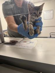 Shelter Stray Male Cat last seen , Caddo Parish, LA, 1500 Monty St, Shreveport, LA 71107, USA