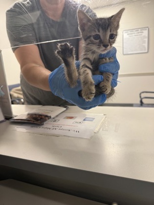 Shelter Stray Male Cat last seen , Caddo Parish, LA, 1500 Monty St, Shreveport, LA 71107, USA