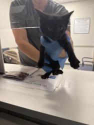 Shelter Stray Female Cat last seen , Caddo Parish, LA, 1500 Monty St, Shreveport, LA 71107, USA