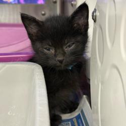 Shelter Stray Unknown Cat last seen Glenway Rd, Brooklyn, WI, Brooklyn, Village of, WI, 5132 Voges Rd, Madison, WI 53718, USA
