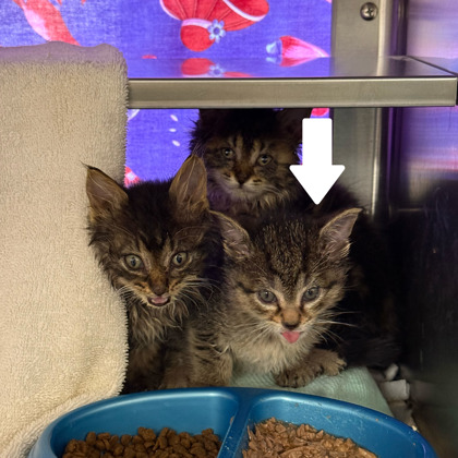 Shelter Stray Female Cat last seen Glenway Rd, Brooklyn, WI, Brooklyn, Village of, WI, 5132 Voges Rd, Madison, WI 53718, USA