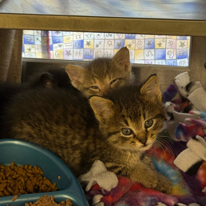 Shelter Stray Female Cat last seen Glenway Rd, Brooklyn, WI, Brooklyn, Village of, WI, 5132 Voges Rd, Madison, WI 53718, USA
