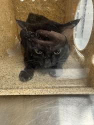 Shelter Stray Female Cat last seen Appaloosa Way, Sevier County ACO, TN, 1008 Old Knoxville Hwy, Sevierville, TN 37862, USA
