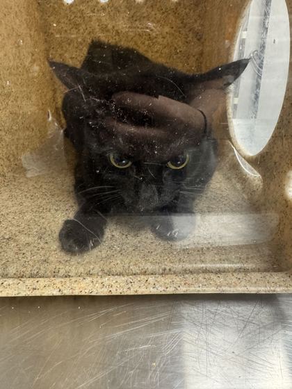 Shelter Stray Female Cat last seen Appaloosa Way, Sevier County ACO, TN, 1008 Old Knoxville Hwy, Sevierville, TN 37862, USA