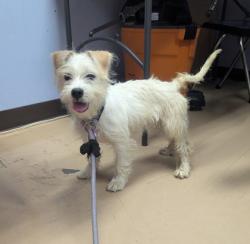 Shelter Stray Male Dog last seen , , GA, 3280 Chamblee Dunwoody Rd, Chamblee, GA 30341, USA